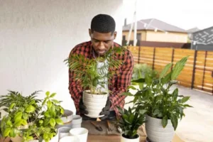 person arranging plants